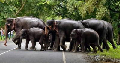 По Лондону проведут “стадо” из моделей слонов в натуральную величину - mur.tv - Индия - Лондон - Англия