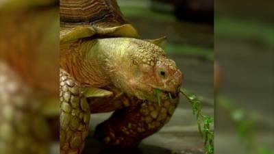 Видео из Сети. Черепахи готовятся к переезду со спа-курорта в уличные вольеры - mur.tv
