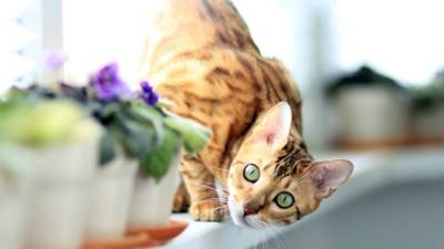 Зоологи определили, как кошки относятся к своим хозяевам - mur.tv - Сша - Япония