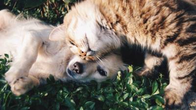 Кошки оказались преданы своим хозяевам не меньше собак - mur.tv - Япония