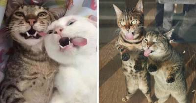 17 фото, которые доказывают, что лучше одного кота могут быть только два любимых котика сразу - mur.tv