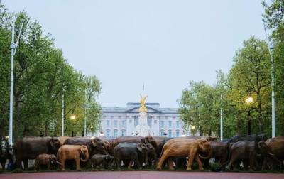 К Букингемскому дворцу “пригнали” стадо деревянных слонов - mur.tv - Индия - Лондон