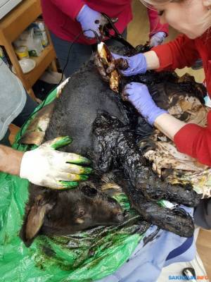 Очередная собака чуть не погибла, увязнув в битуме в Южно-Сахалинске - mur.tv - Южно-Сахалинск