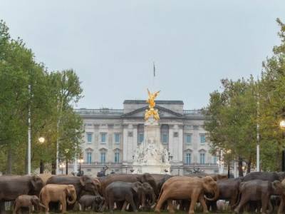 Стадо деревянных слонов “пригнали” к Букингемскому дворцу - mur.tv