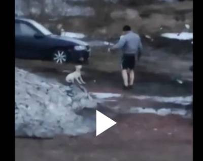 Воркутинцы требуют наказать живодера, который избивает щенка - mur.tv