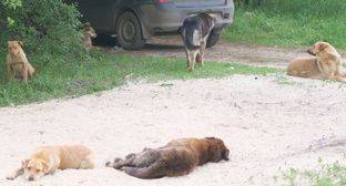 Жители Красного Сулина потребовали решить проблему с бездомными собаками - mur.tv