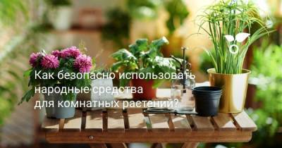 Как безопасно использовать народные средства для комнатных растений? - sadogorod.club