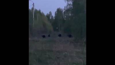 В Башкирии четыре медвежонка вышли в город и резвились около женщины с ребенком - mur.tv - республика Башкирия