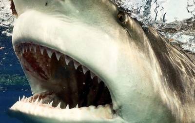 Американец столкнулся с огромной акулой - mur.tv - штат Флорида