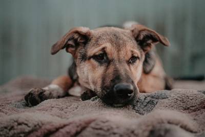 Собакам из приюта грозит эпидемия пироплазмоза. Ульяновцев просят о помощи - mur.tv