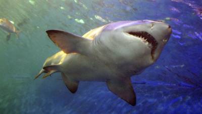 Акулы используют магнитное поле Земли как GPS - mur.tv - штат Флорида