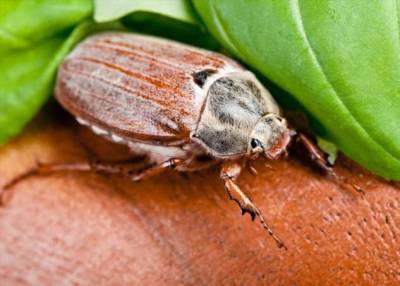 Такой майский жук: умилительный, удивительный и вредный (3 фото) - chert-poberi.ru - Россия