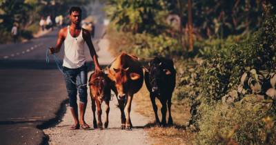Индийские политики призвали лечить коронавирус мочой коров - mur.tv - Индия