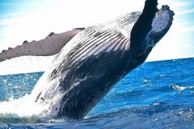 В Госдуму внесен законопроект, запрещающий вылов китов и дельфинов - mur.tv - Россия