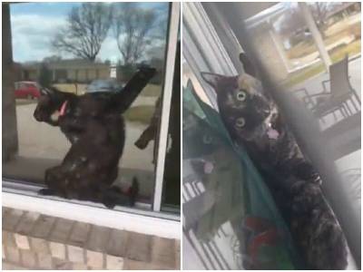 Кошка рассмешила хозяйку, застряв между окном и сеткой - mur.tv