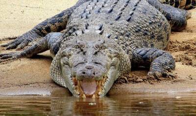 Как крокодилы пьют воду - mur.tv