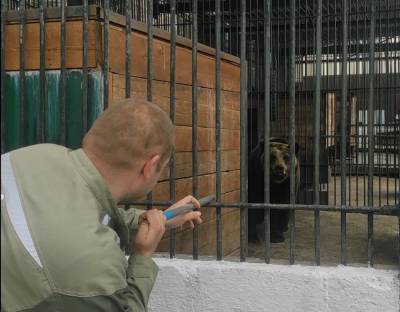 Медведям сахалинского зоопарка сделали прививки - mur.tv