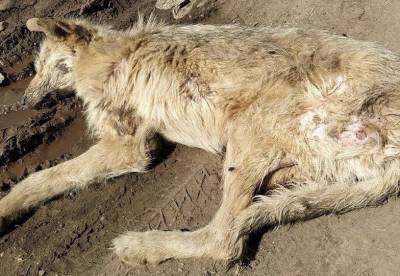 Волонтер из Уфы рассказала о состоянии щенка, которого нашли подранным на дороге - mur.tv - Уфа