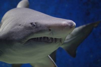 В Австралии акула загрызла серфера - mur.tv - Австралия