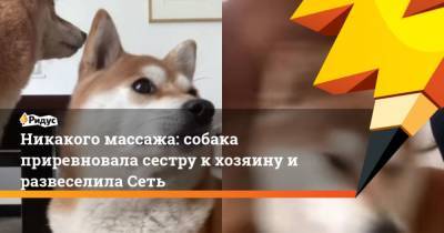 Никакого массажа: собака приревновала сестру к хозяину и развеселила Сеть - mur.tv