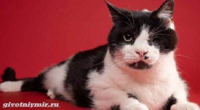 История о коте, которого по ошибке похоронили, а он выжил - mur.tv
