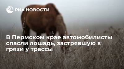 В Пермском крае автомобилисты спасли лошадь, застрявшую в грязи у трассы - mur.tv - Пермь - Пермский край - Соликамск
