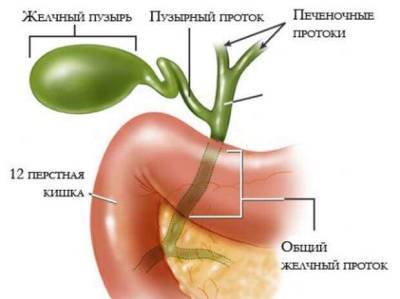 Чистим желчный пузырь при помощи лекарственных растений - lublusebya.ru