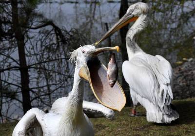 Пеликаны Московского зоопарка вернулись на болото - mur.tv