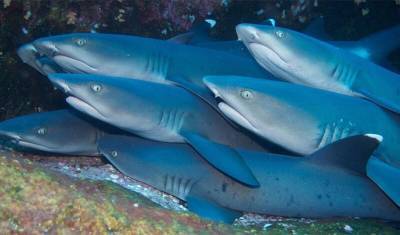 Акулы используют магнитное поле Земли как GPS - mur.tv - штат Флорида