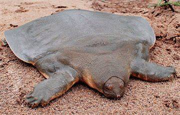 Лондонские биологи спасли от исчезновения редчайший вид черепах - mur.tv - Индия - Вьетнам - Камбоджа