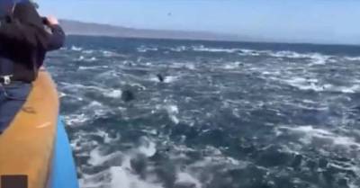 Они сошли с ума: дельфины сбились в невиданную ранее по размеру стаю и во всю прыть кинулись наперегонки (2 фото + 1 видео) - chert-poberi.ru - Сша - штат Калифорния