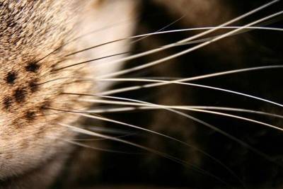 Несколько слов о том, почему у кошек выпадают усы - mur.tv