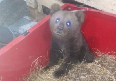 Найденный в Коми медвежонок живет у ухтинца и пьет коровье молоко - mur.tv - республика Коми