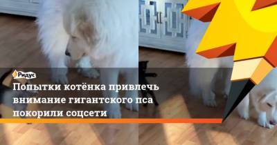Попытки котёнка привлечь внимание гигантского пса покорили соцсети - mur.tv