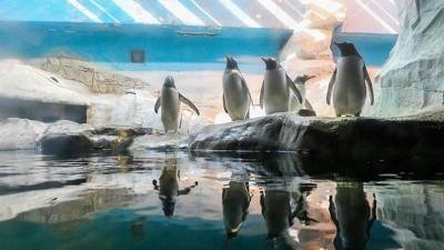 Шесть пингвинов из Московского зоопарка отправили в Северную Македонию - mur.tv - Италия - Македония