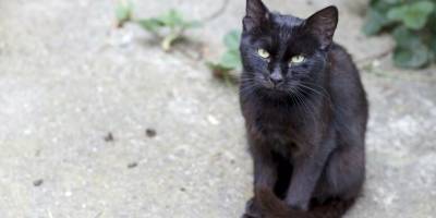 Бездомная черная кошка на пороге: к чему бы это? - mur.tv