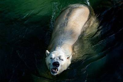 Ошибка в документах привела к инцесту у белых медведей в зоопарке - mur.tv - Россия - Германия - Берлин
