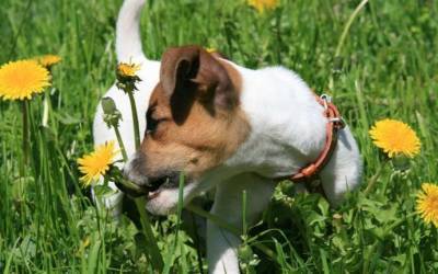 Что делать, если собака ест траву или 4 главных опасности от поедания питомцем растений - lifehelper.one