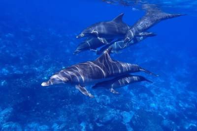 Анастасия Коростелева - В Крыму нашли более 300 убитых дельфинов с начала года - mur.tv - республика Крым