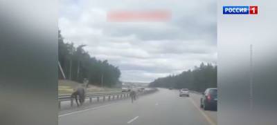 В социальных сетях ростовчане обсуждают видео с лошадьми на М-4 - mur.tv