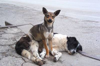 Бездомных собак и кошек предлагают селить в нежилых помещениях - mur.tv - Ленобласть обл.