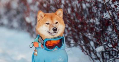 Собака из Петербурга добилась славы забавными трюками - mur.tv - Санкт-Петербург
