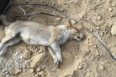 Читинка пожаловалась на мёртвых собак, лежащих у дороги в мкр Октябрьский - mur.tv