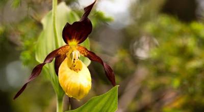 Как вырастить в собственном саду свои первые орхидеи - венерины башмачки - sadogorod.club - республика Карелия