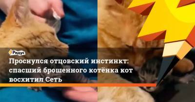 Проснулся отцовский инстинкт: спасший брошенного котёнка кот восхитил Сеть - mur.tv