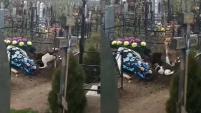 Собаки пытались выкопать покойника на кладбище в Балакове - mur.tv