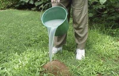 Способ для дачников, как извести муравьев и тлю на участке - lifehelper.one