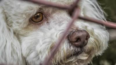 В психбольнице имени Кащенко сотрудники спасают собак Найду и Шарика - mur.tv