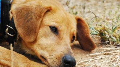 Ситуацию с собаками из психбольницы имени Кащенко прокомментировал помощник главврача - mur.tv