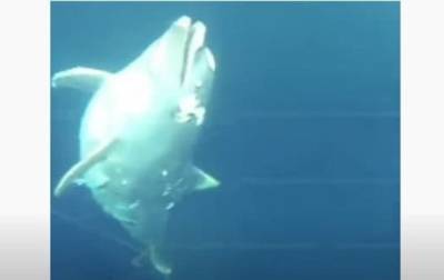 В Черном море обнаружили привязанные к камням трупы дельфинов – соцсети - mur.tv - республика Крым